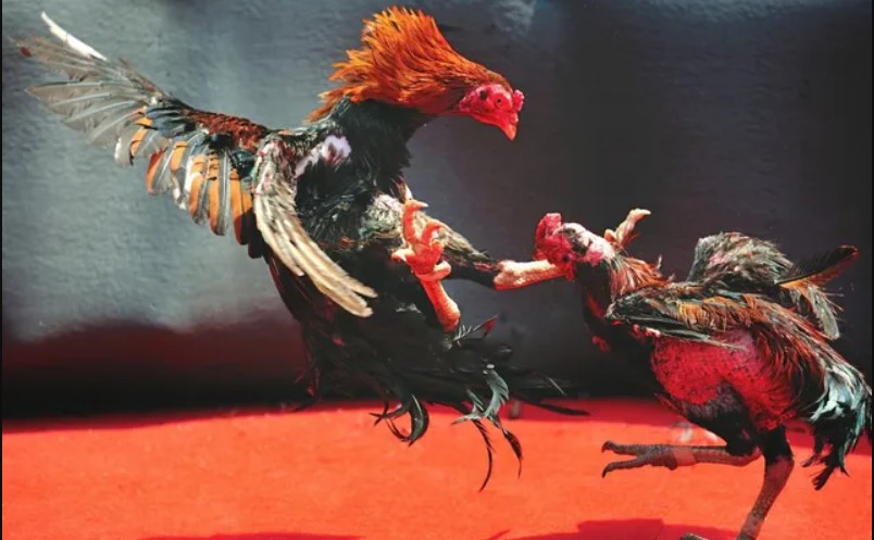 Tham gia cá cược đá gà siêu chiến 