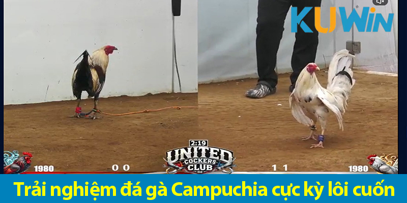 Đá gà Campuchia – Một sân chơi sôi động giúp bạn kiếm tiền nhanh