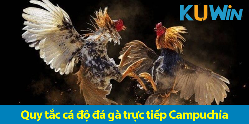 Đá gà Campuchia – Một sân chơi sôi động giúp bạn kiếm tiền nhanh